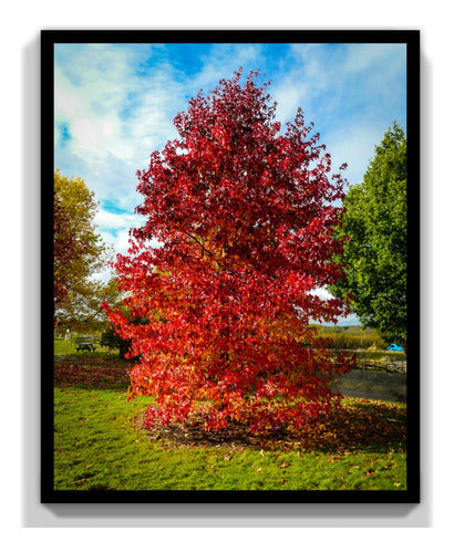 Liquidambar Árbol Ornamental 0