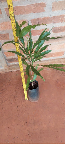 Plantas Frutales De Coquito San Juan!!! 4