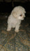 Caniche Mini Toy 50dias 1