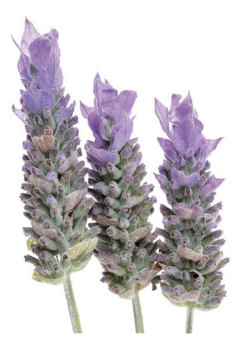 Lavanda Egipcia (Lavanda Multifida) De Colección 0