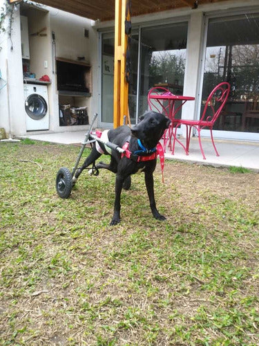 Producciones Batatin Silla De Rueda Carrito Ortopédico Para Animales De 36 A 55kg 1