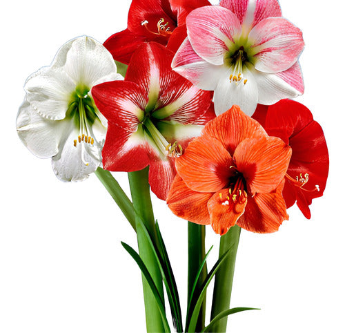 Regalos Vivos Bulbos De Amaryllis Mezcla De Colores Tam Grande X 4 Bulbos 0