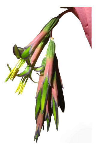 Billbergia Nutans - Lágrimas De Reina X 3 0