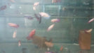 Bettas Hembras Juveniles 0