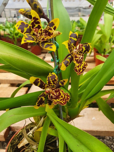 Orquideas Oncidium ! Exclusivas, Muy Limitadas 1