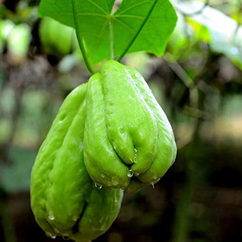 Mi Bosque de Alimentos Papa Del Aire, Yuyu Chuchu Chayote Tayota Agroecológico 1 U 3