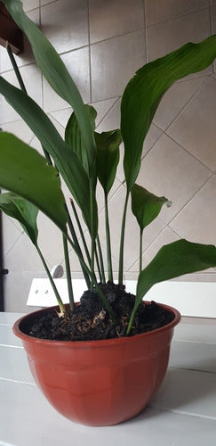 Aspidistra Elaitor -hoja De Salon- 2