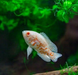 Oscar Tigre Albinos 8 Cm 1