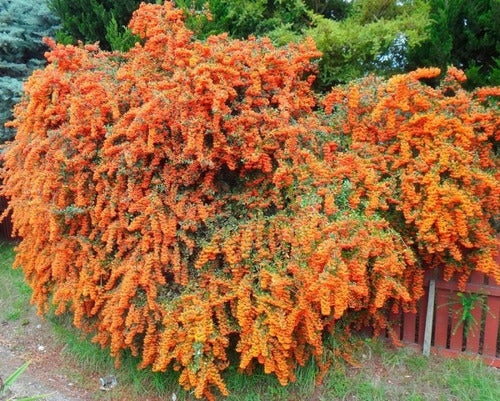 Crataegus ( Pyracantha Coccinea) 3