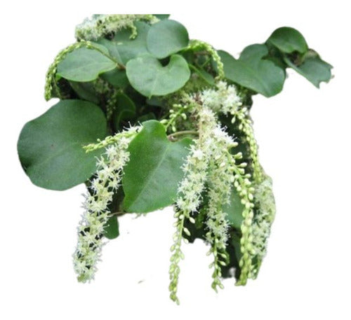 Brotal Anredera Cordifolia Planta Trepadora Nativa 0