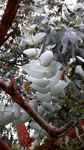 Semillas De Eucalipto Cinerea (eucalyiptus Cinerea) 4