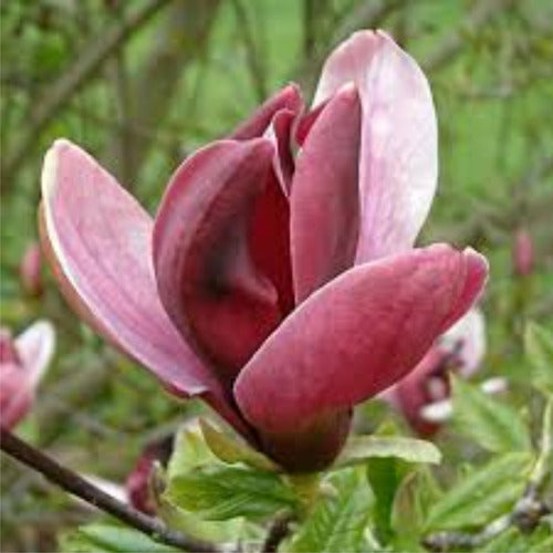 Magnolia Liliflora - Beautiful Tree - Delivery to Caba and Gba 1