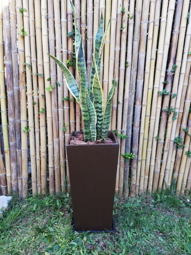 Ohana Arte Natural Sansevieria Espada De San Jorge + Maceta 6