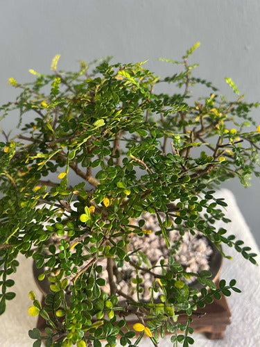 Bonsai Planta Osteomeles 15 Años Maceta Esmaltada N3 Frutos 4