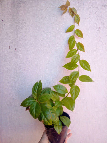 Pereskia Aculeata Godseffiana Planta 3