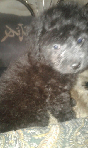 Caniche Gris Hermoso 0