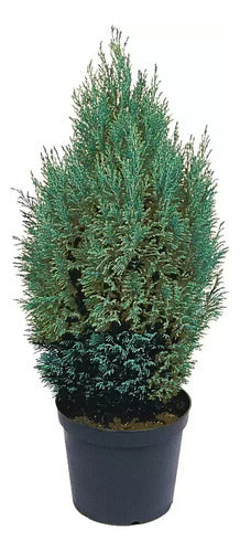 TROPICA Chamaecyparis Lawsoniana Ellwoodii Pillar, Conífera! 0