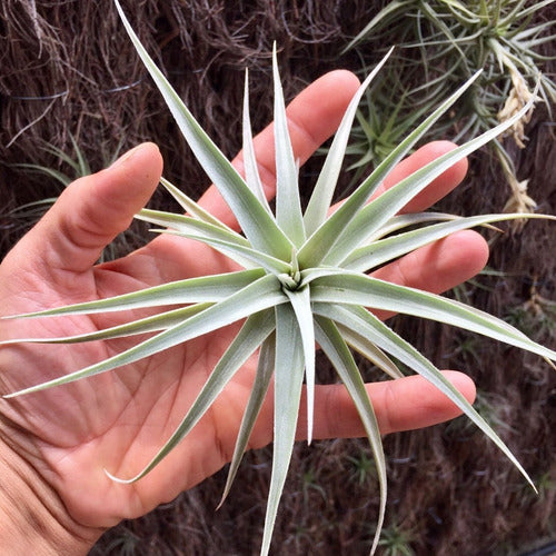 Verde es Vida Thillandsia Ixioides Bromeliad Air Clavel 1