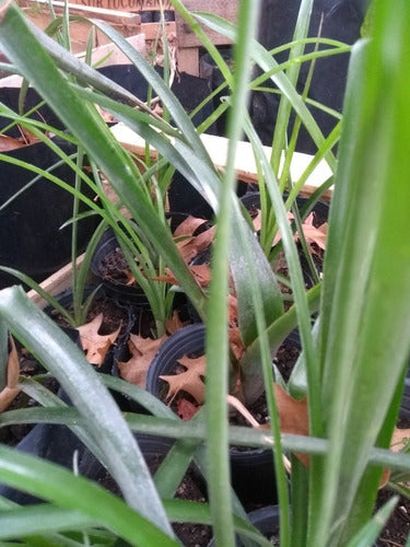 Billbergia Nutans - Lágrimas De Reina X 3 2