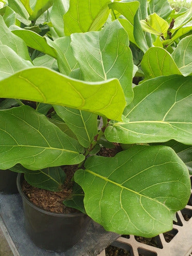 Ficus Pandurata 7