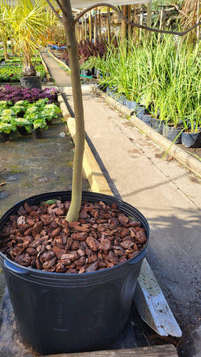 Vivero Humedales Corteza De Pino Sustrato Para Orquideas 15 Lt, Tamaño Medio 2