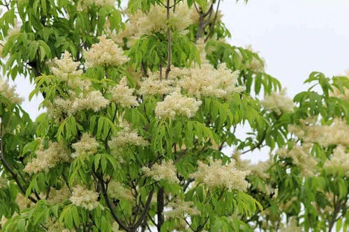 Fresno De Adorno, De Flor ( Fraxinus Ornus ) Árboles 2