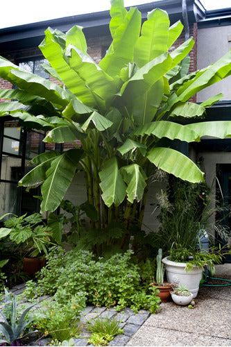 Bananero Musa Acuminata, ( Cavendish Banana) ! Super Plantas 5