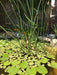 Floating Aquatic Plants 3