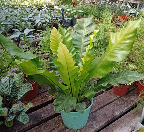 Asplenium, Helecho Lengua Servina. En Maceta M18 3