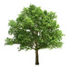 Alamo Tree for Shade - Beautiful - E.g. CABA and GBA 0