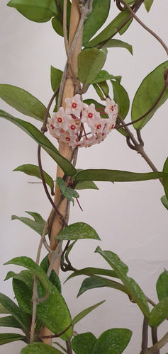 Flor De Nacar, Hoya Carnosa, Bien Tupidas. 2