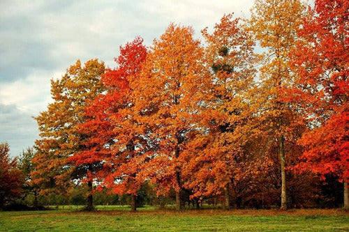 Quercus Palustris (roble De Los Pantanos) ! 4