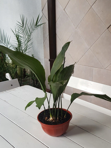 Aspidistra Elaitor -hoja De Salon- 5