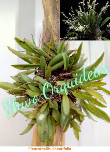 Oferta Combo 3 Orquideas Nativas + Fertilizante De Regalo 7