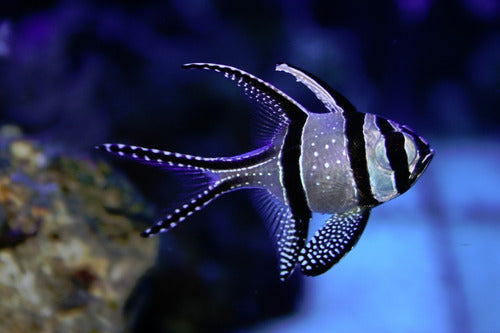 Oceanlife Pez Marino - Pterapogon Kauderni - Cardenal De Banggai 1