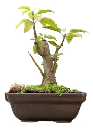 Arteenbonsai Ombu Palo Borracho Ficus Árbol De La Vida Pino 6