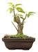 Arteenbonsai Ombu Palo Borracho Ficus Árbol De La Vida Pino 6