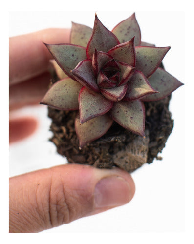 Echeveria Purpusorum X Romeo Rubín Suculenta Colección N° 6 0