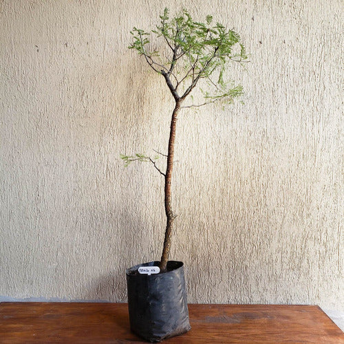 Prebonsai Arbol Espinillo De Exterior En Maceta De Cultivo 1