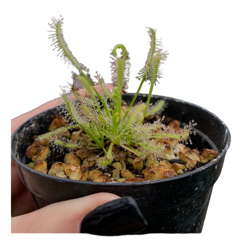 Planta Carnívora : Drosera Capensis Típica Grande 0