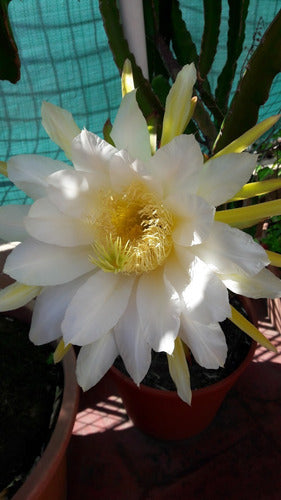 H. undatus Planta De Pitaya Blanca O Fruta Del Dragón 2