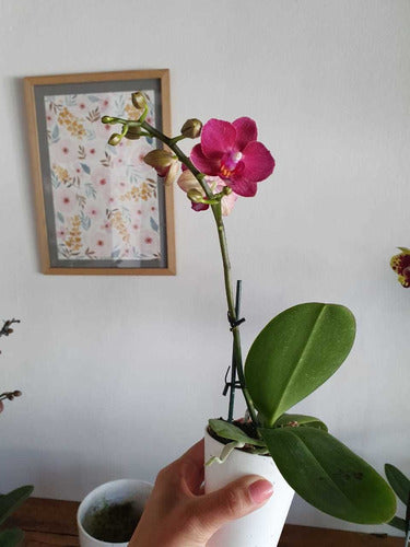 Orquideas Phalaenopsis Baby En Maceta De Vidrio 6