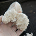 Liquid Lion's Mane Mycelium (Hericium Erinaceus) 10ml 1