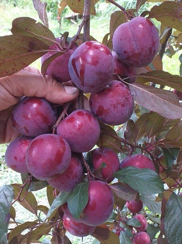 Arbol De Ciruelas Genovesa Frutos Y Hojas Rojas 2