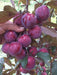 Arbol De Ciruelas Genovesa Frutos Y Hojas Rojas 2