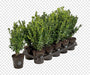 Planta De Buxus Ideal Para Cercos 0