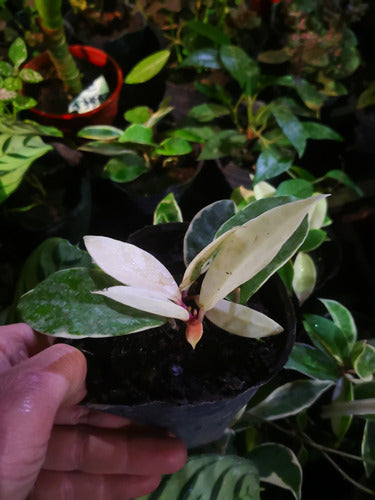 Planta De Hoya Variegada Carnosa Flor De Nacar Colgante Deco 1