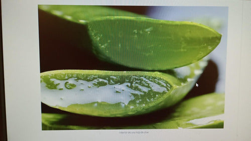 Grat Obelisco Aloe Vera Leaf Plant - 4 Years for Skin 0