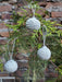 Handwoven White Christmas Ornaments 2