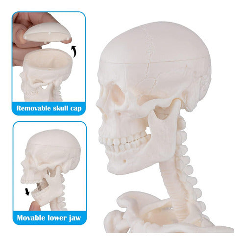 Anatomy Model Human Anatomical Skeleton Display Stand 3